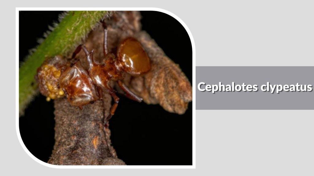 Cephalotes clypeatus