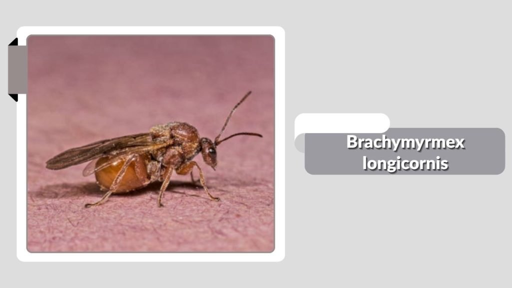  Brachymyrmex longicornis