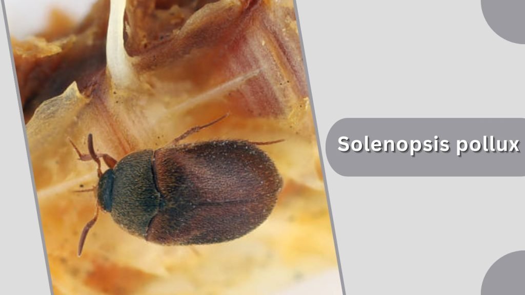 Solenopsis pollux