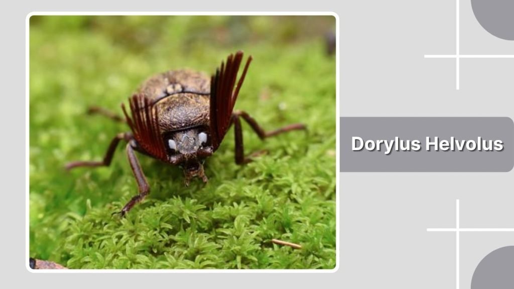  Dorylus Helvolus