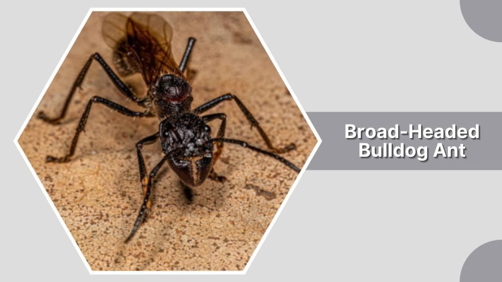Broad-Headed Bulldog Ant
