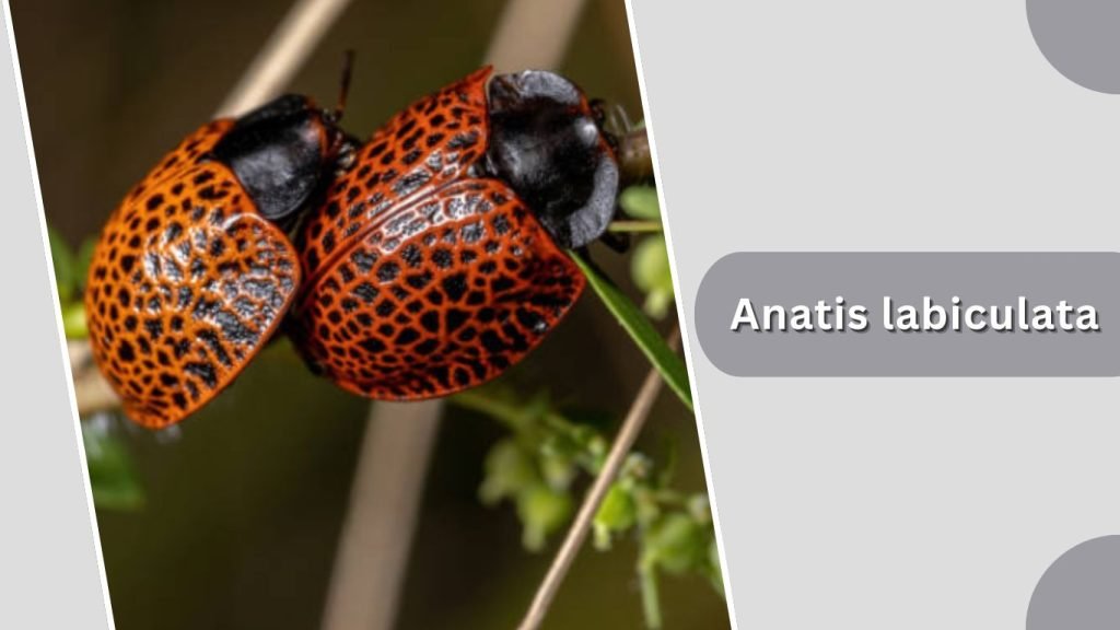 Anatis labiculata