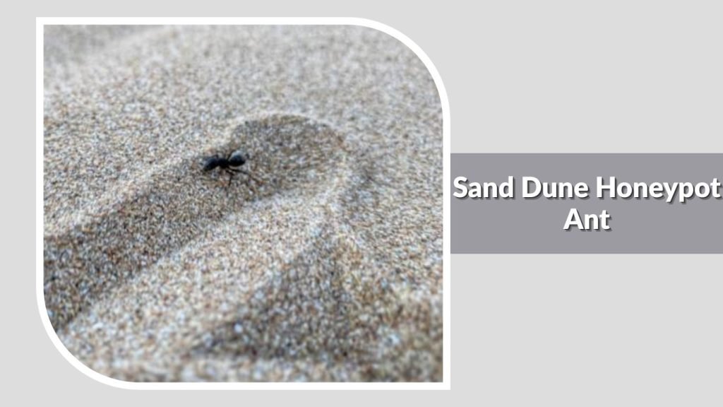 Sand Dune Honeypot Ant