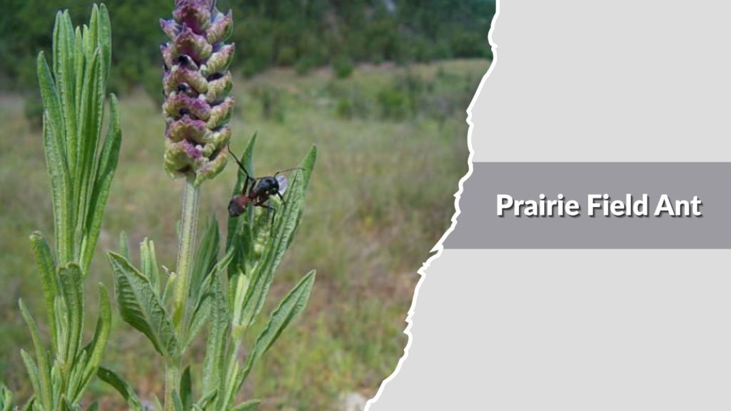 Prairie Field Ant