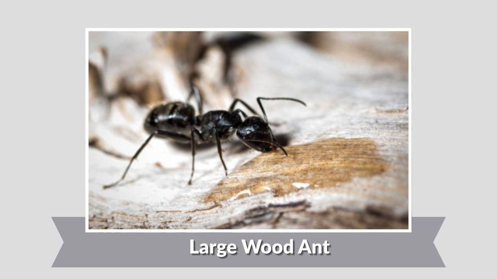 Large Wood Ant