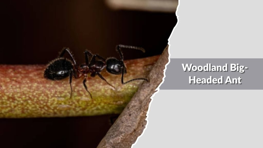 Woodland Big-Headed Ant