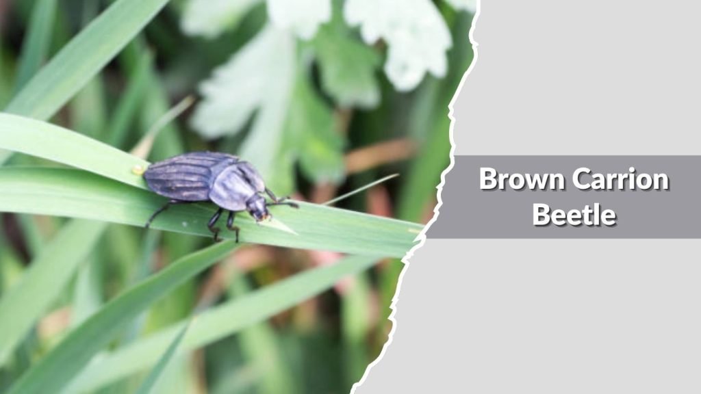 Brown Carrion Beetle