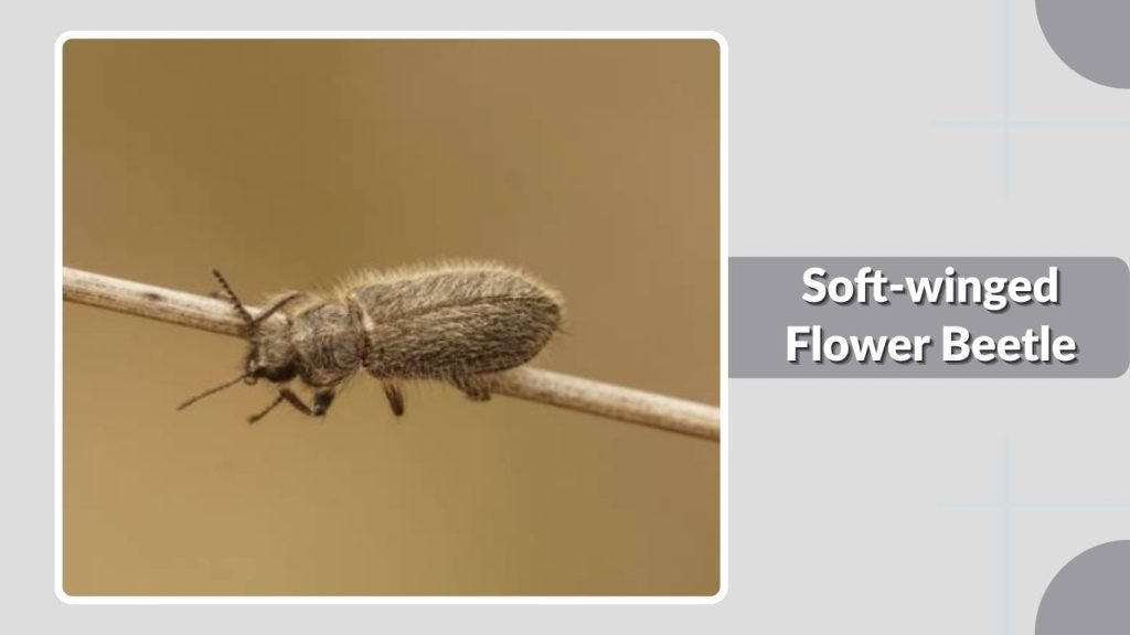 Soft-winged Flower Beetle