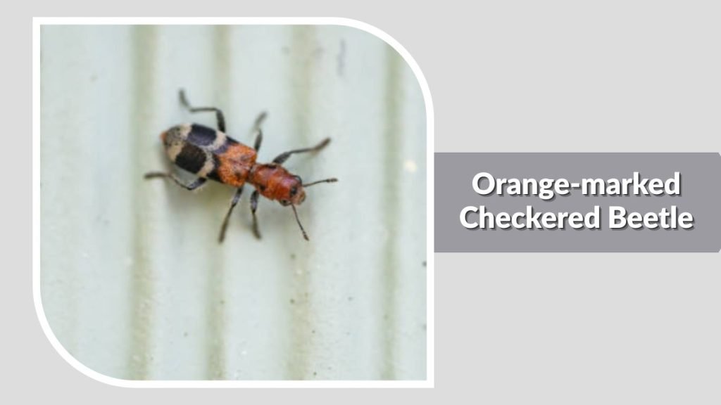 Orange-marked Checkered Beetle