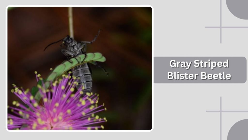 Gray Striped Blister Beetle