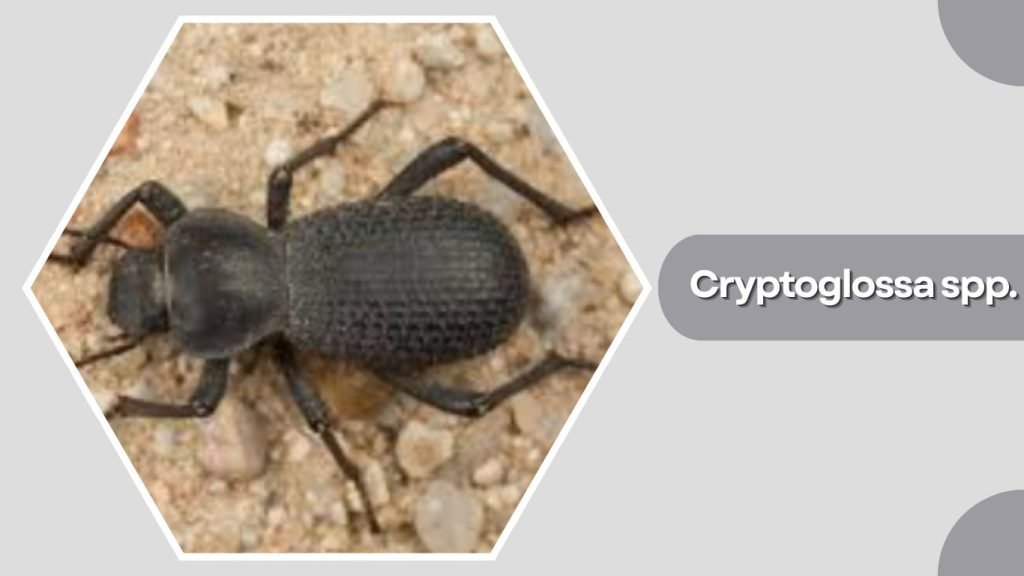 Cryptoglossa spp.