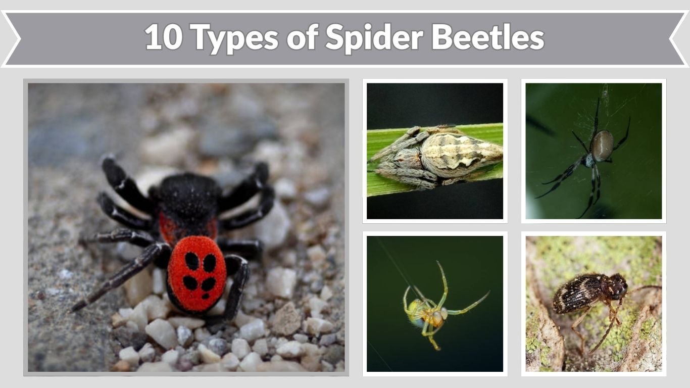 10 Types of Spider Beetles: Identification Guide
