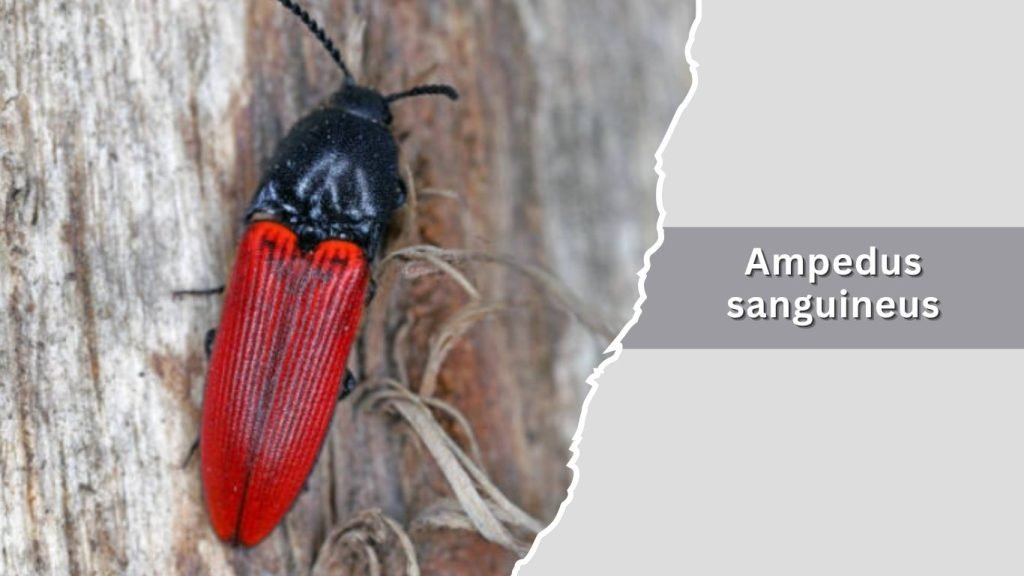 Ampedus sanguineus