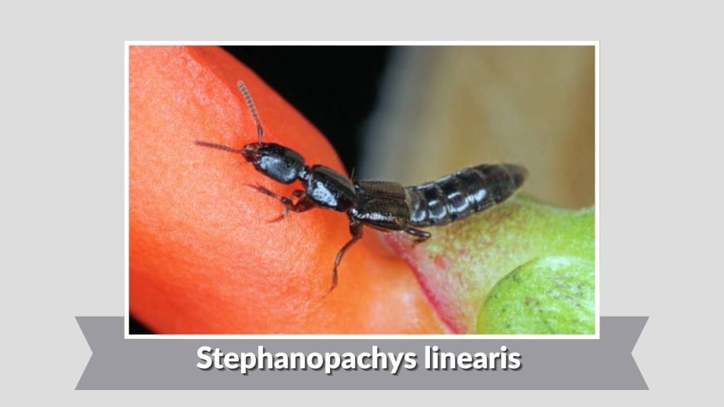 Stephanopachys linearis 