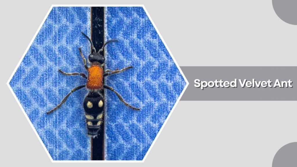 Spotted Velvet Ant
