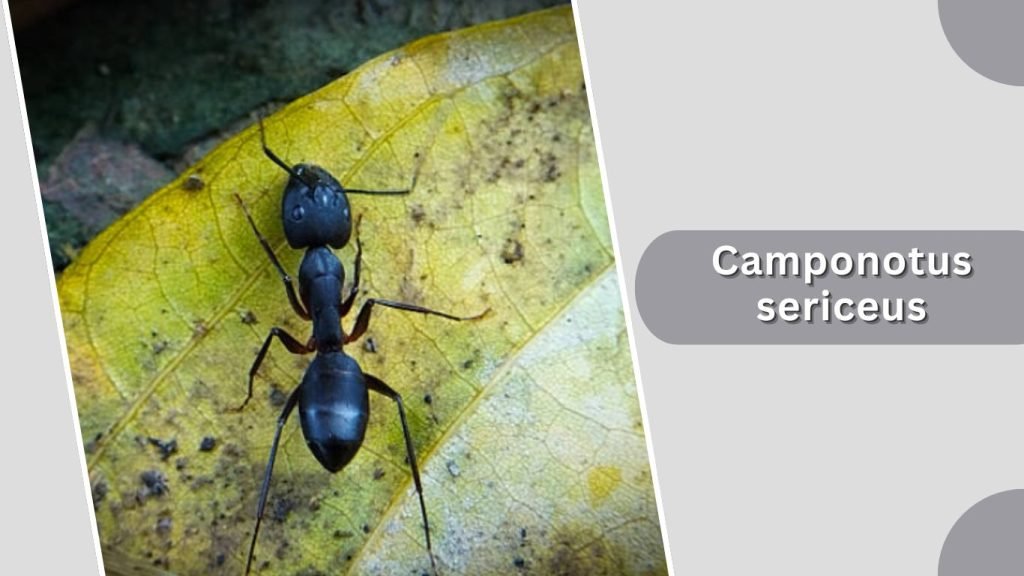  Camponotus sericeus