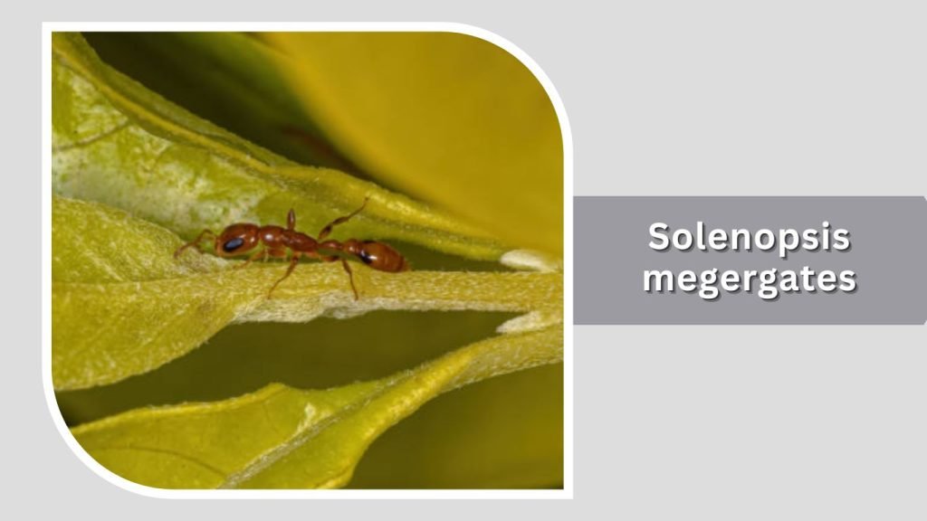  Solenopsis megergates