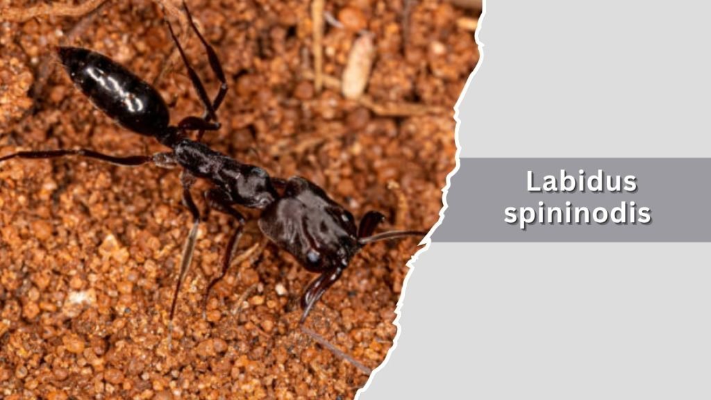  Labidus spininodis