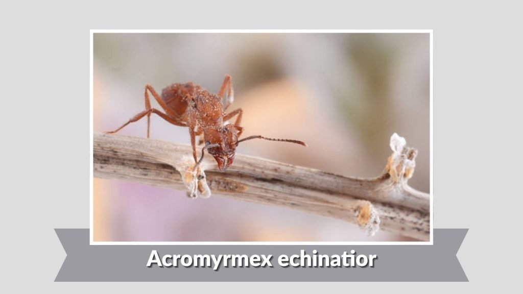 Acromyrmex echinatior