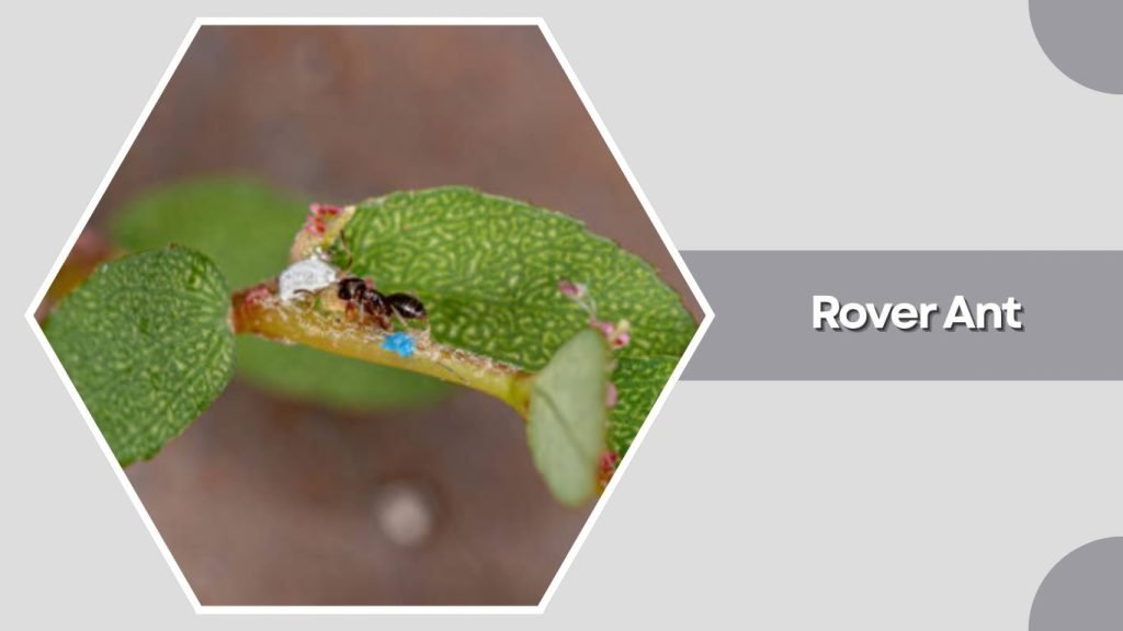 Rover Ant