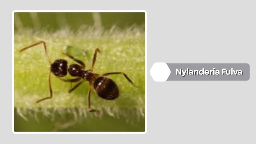 Nylanderia Fulva