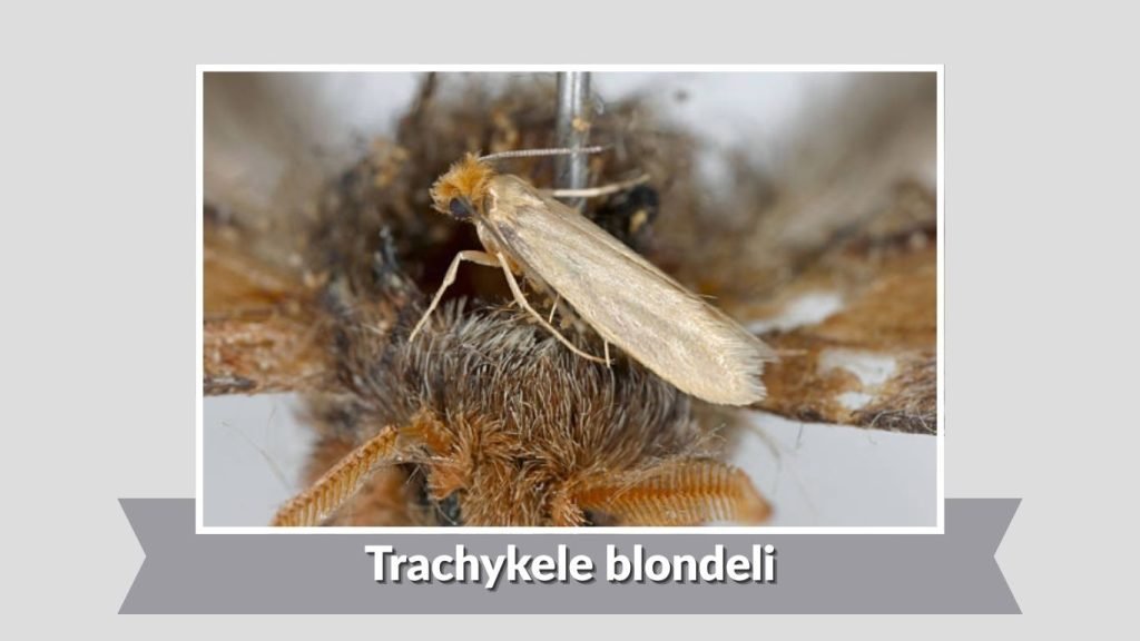 Trachykele blondeli