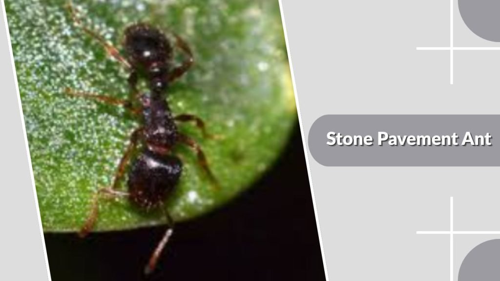 Stone Pavement Ant