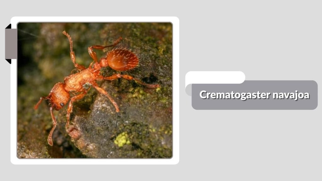 Crematogaster navajoa