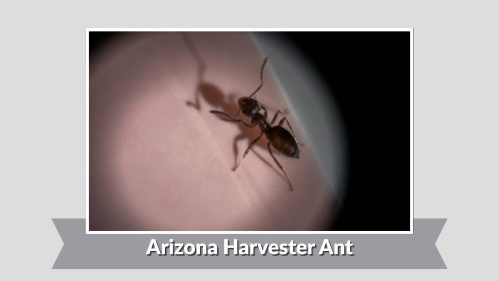 Arizona Harvester Ant