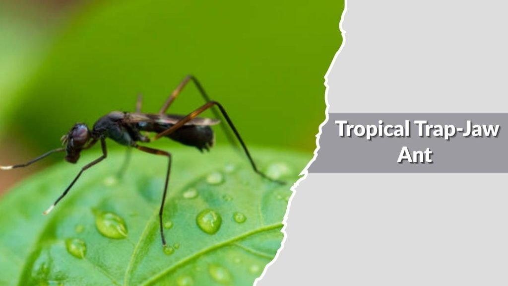 Tropical Trap-Jaw Ant