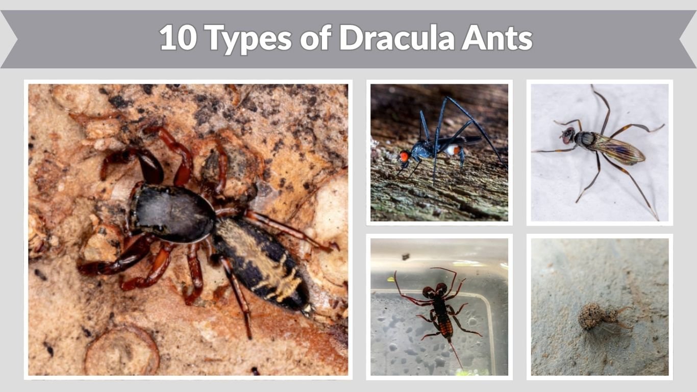 10 Types of Dracula Ants: Identification with Pictures