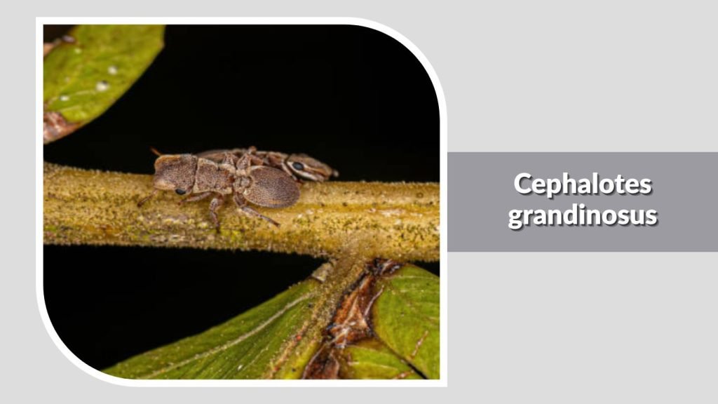 Cephalotes grandinosus