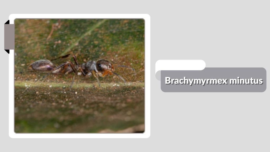 Brachymyrmex minutus