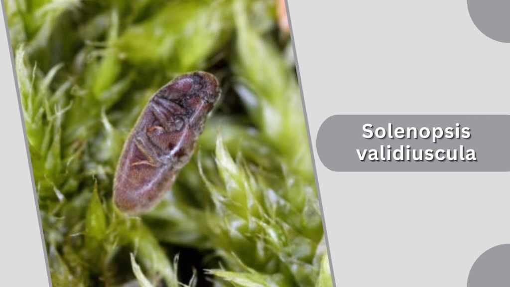 Solenopsis validiuscula