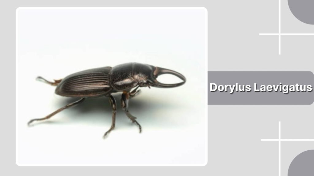 Dorylus Laevigatus