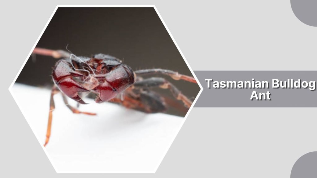 Tasmanian Bulldog Ant