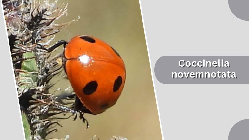 Coccinella novemnotata