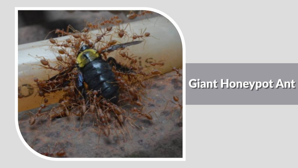 Giant Honeypot Ant