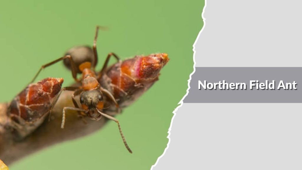 Northern Field Ant