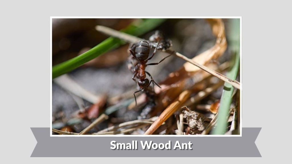 Small Wood Ant