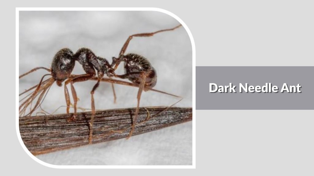 Dark Needle Ant