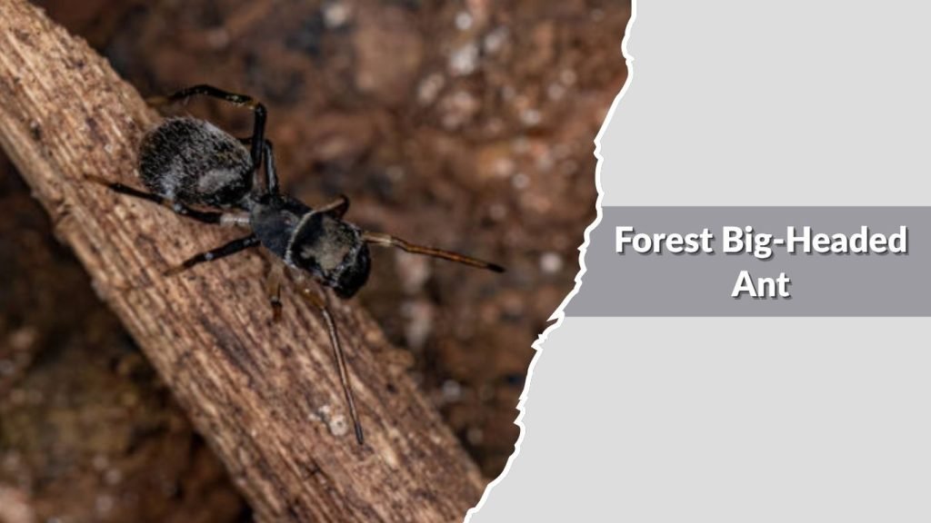 Forest Big-Headed Ant