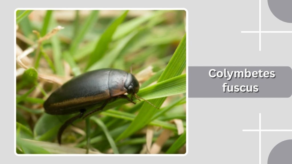 Colymbetes fuscus