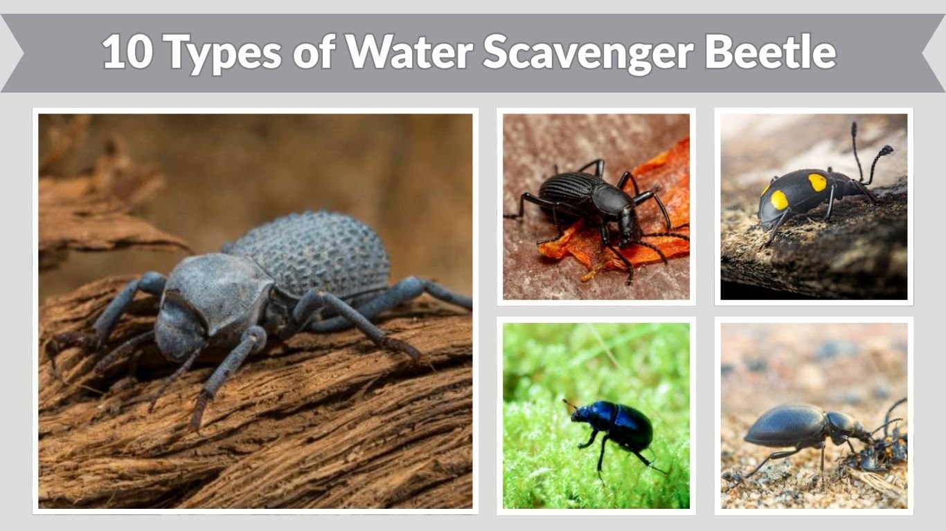 10 Types of Water Scavenger Beetle: Species Identification Guide