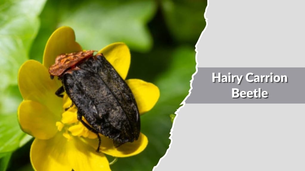 Hairy Carrion Beetle