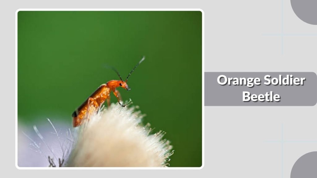 Orange Soldier Beetle