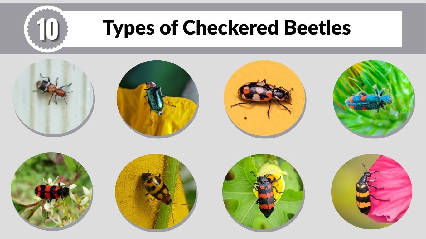 10 Types of Checkered Beetles: Identification Guide