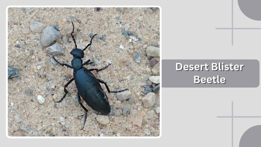 Desert Blister Beetle