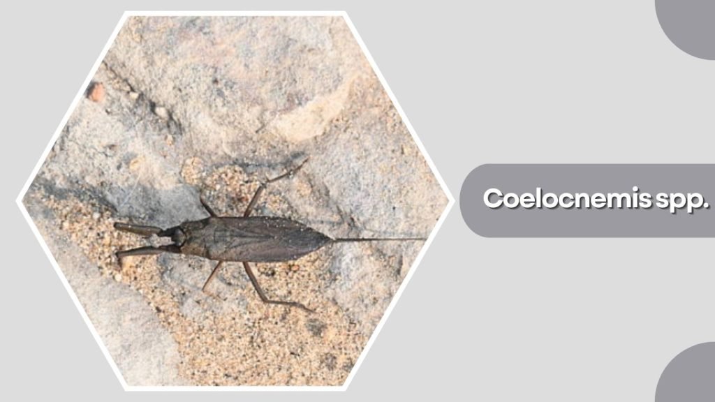Coelocnemis spp.