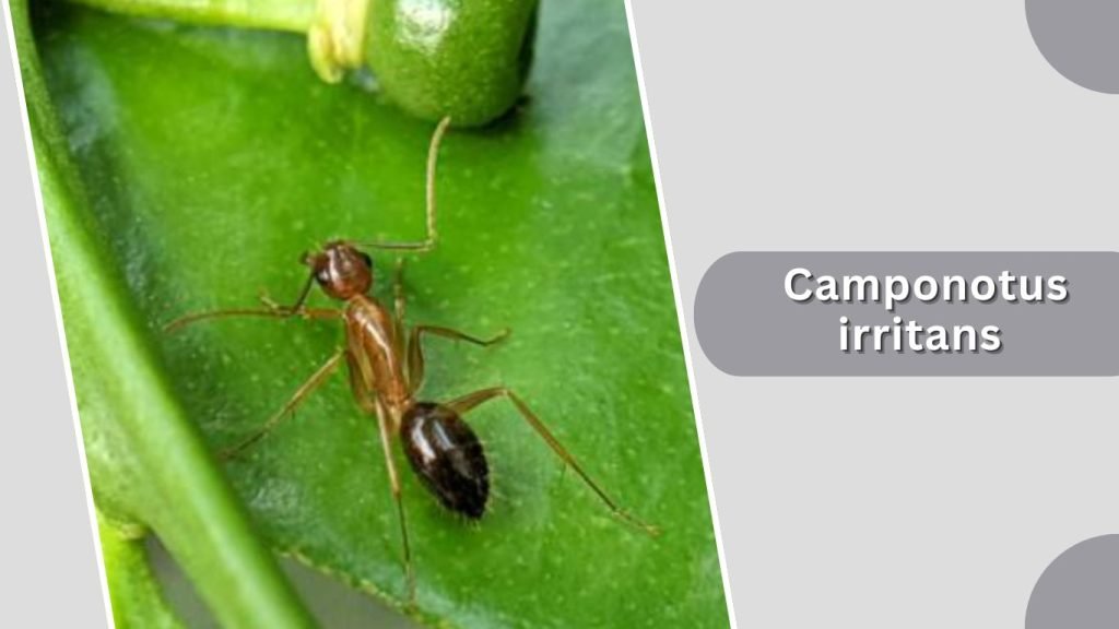  Camponotus irritans